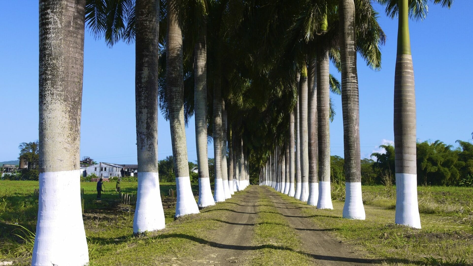 Hampden Estate Plantation