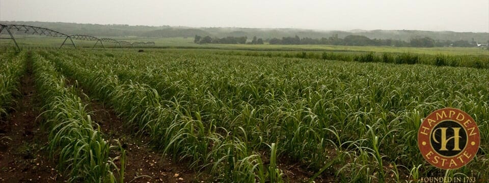 Sugarcane Hampden Estate