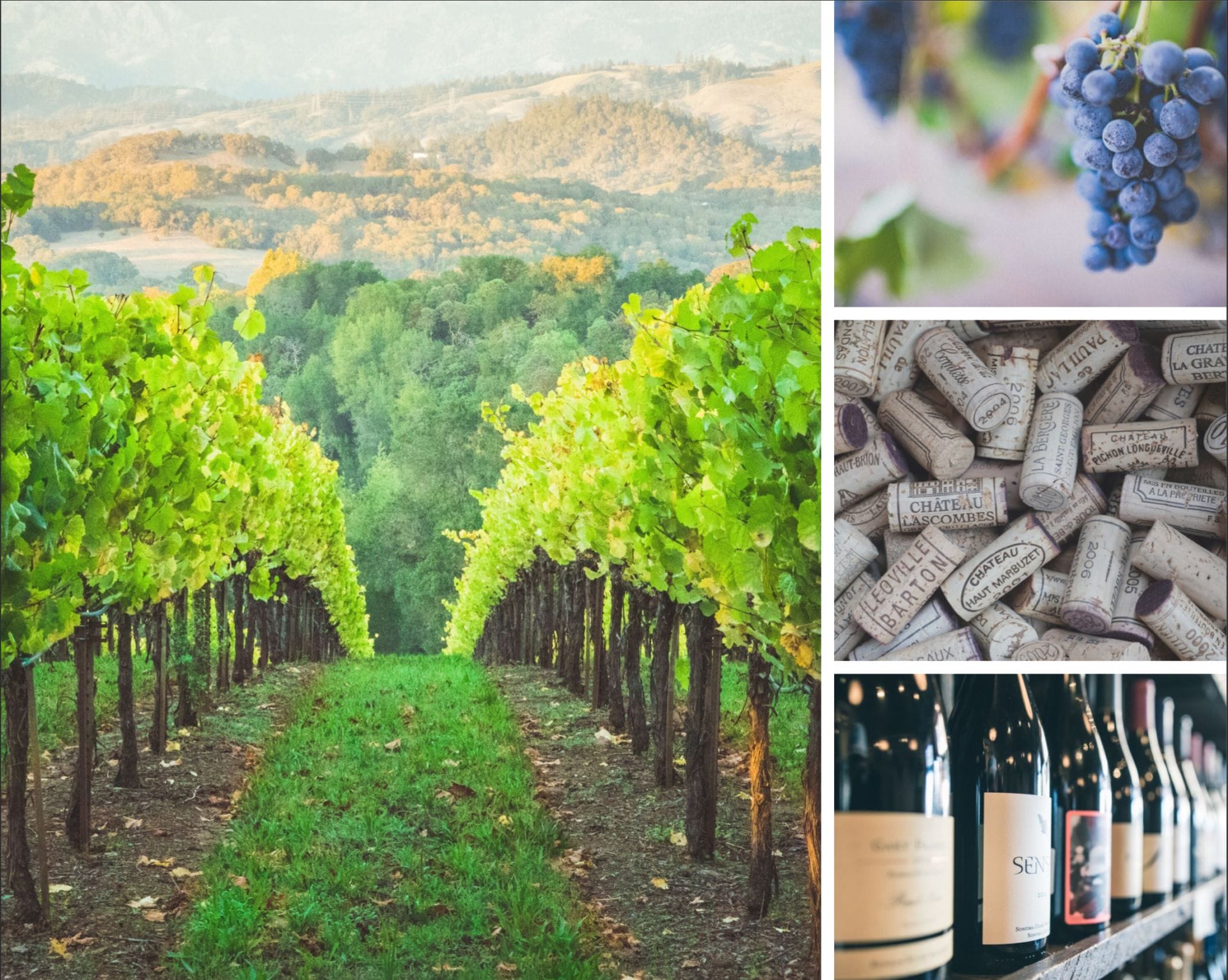 Qu’est ce que l’on boit ? La sélection du mois de mai