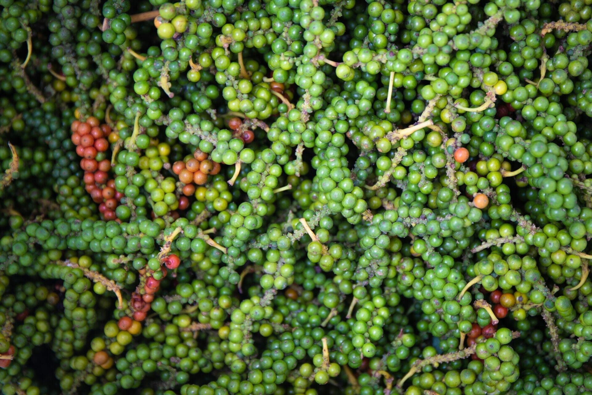 Paragon Cordial botanique voyage