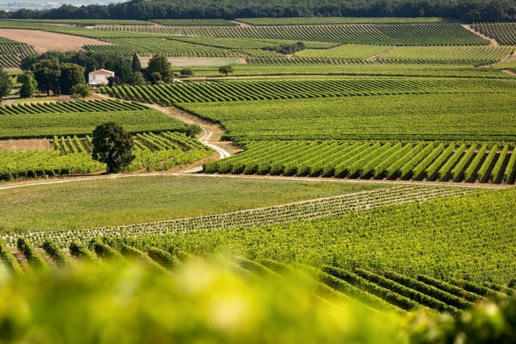 Région Cognac vigne