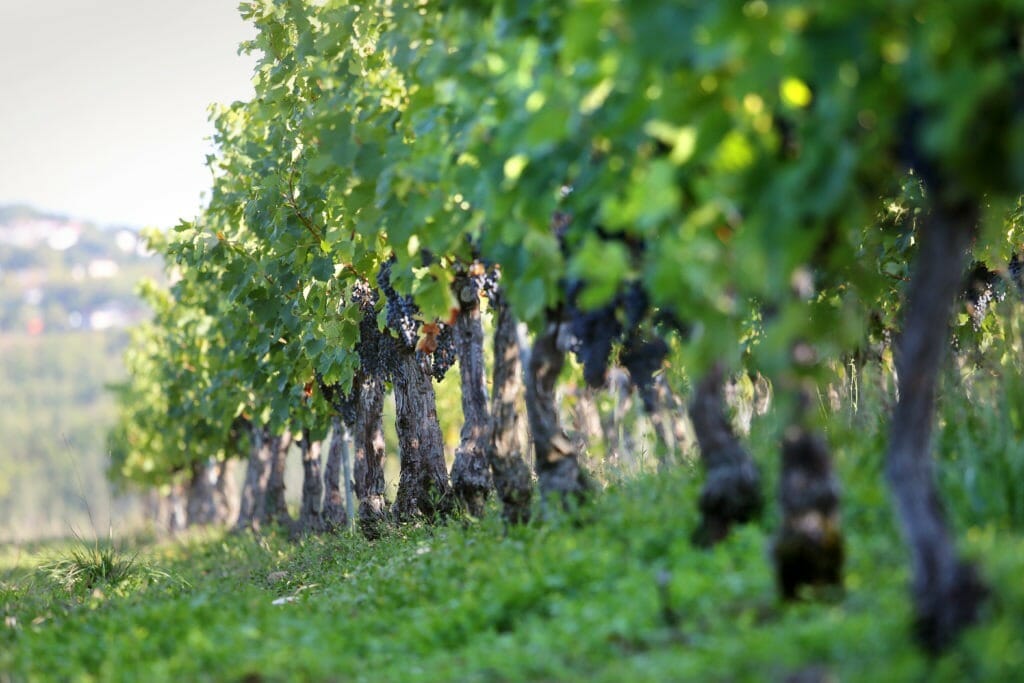 Terroirs-de-la-vallee-Jerome-Morel-5