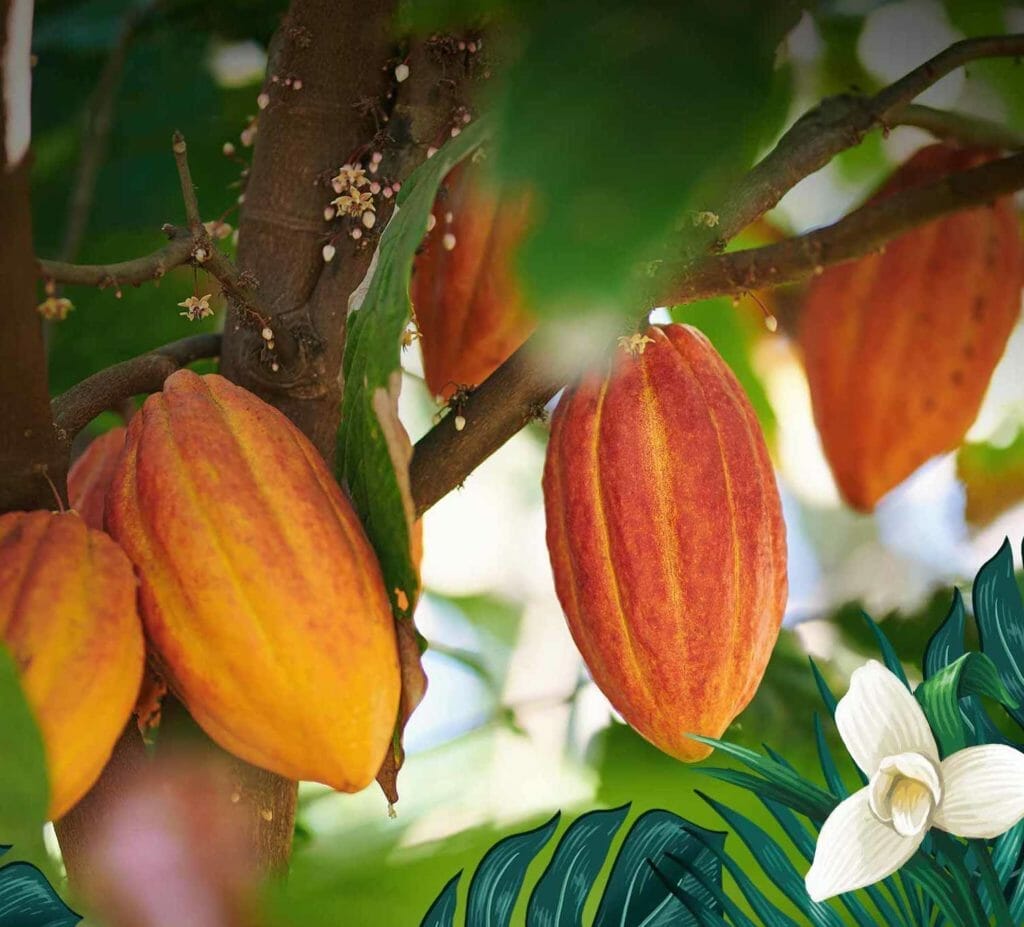 Secha de la Silva Rhum cacao