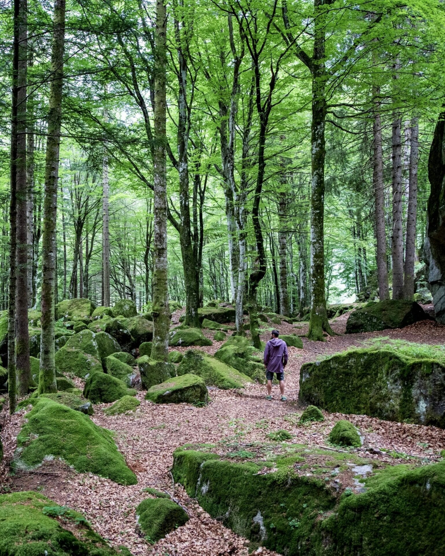 Selvatiq Preda Rossa