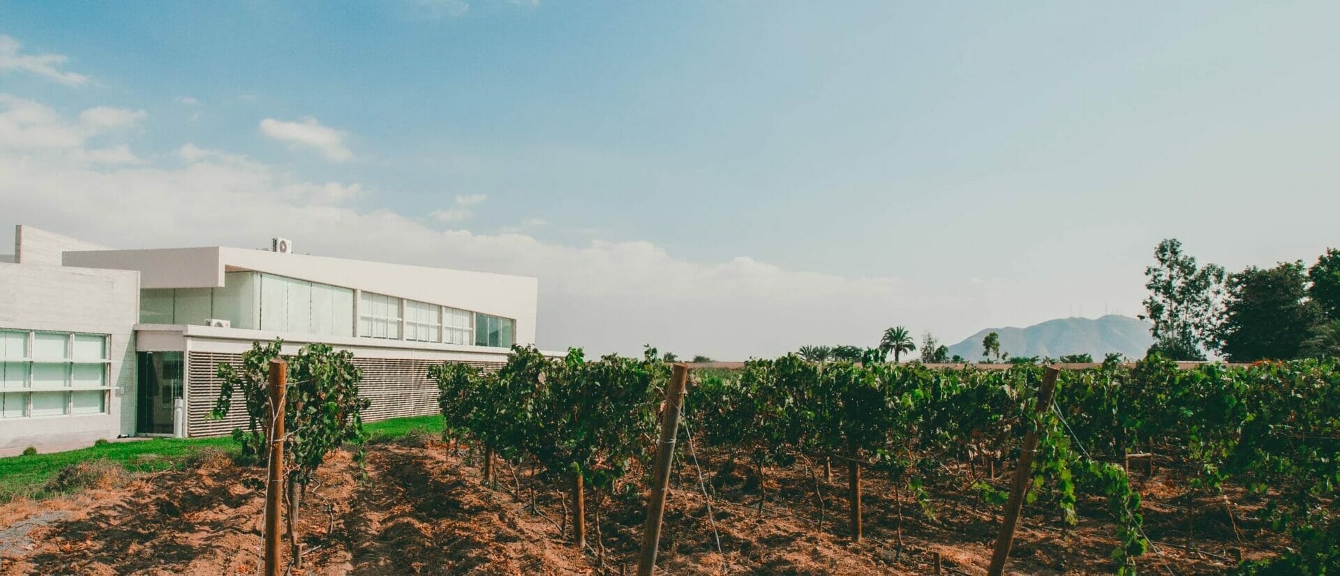 Caravedo pisco