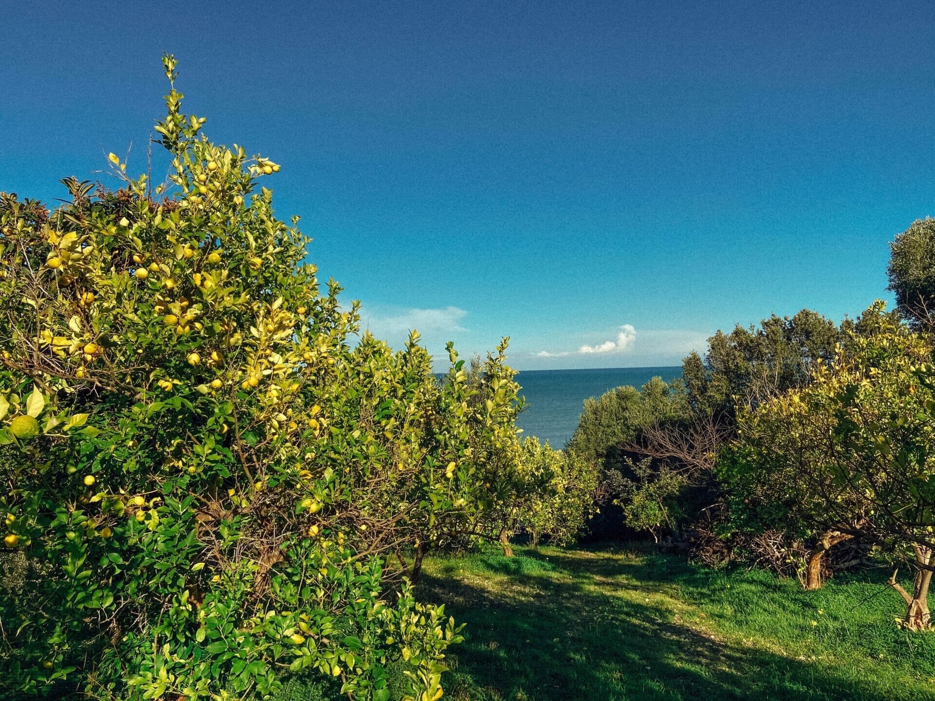 Mamma Mia Limoncello Citron