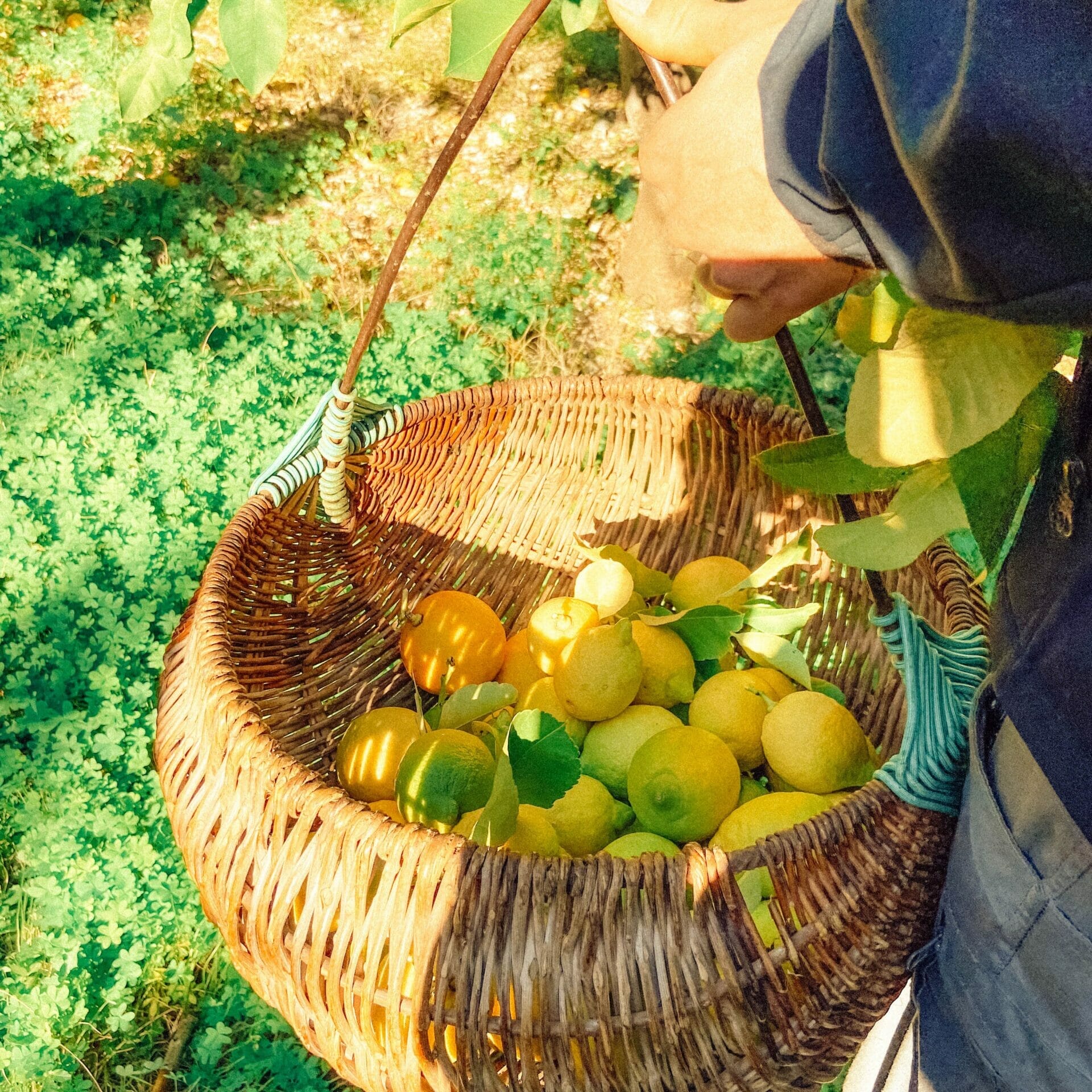 Mamma Mia Limoncello Citron