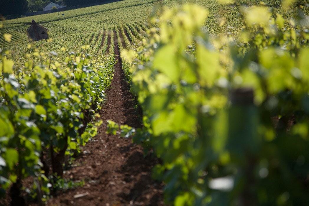 Domaine Chanson vignoble