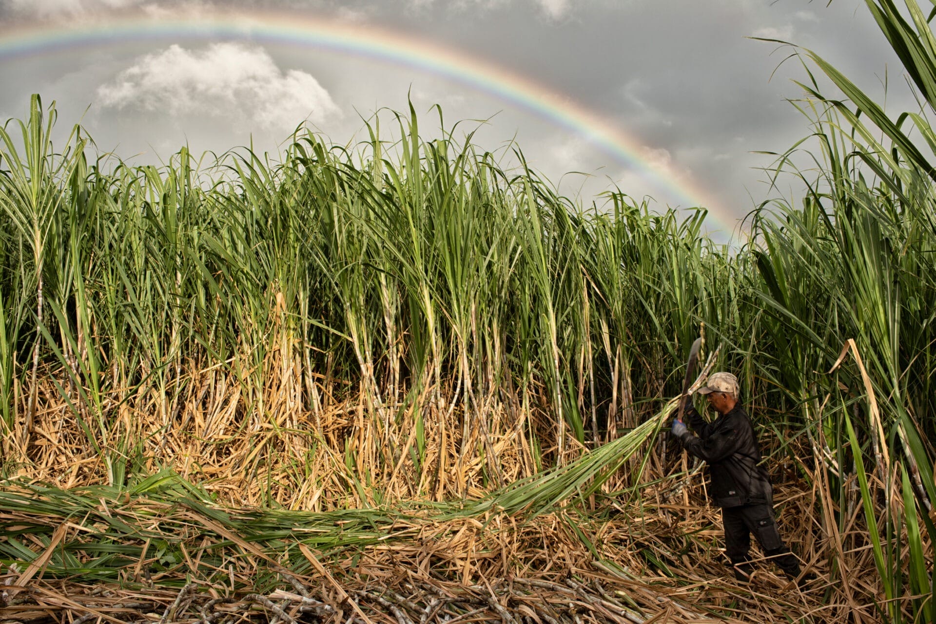 Neisson canne à sucre