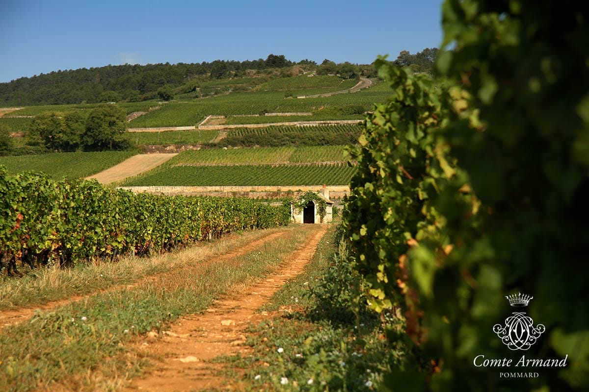 Domaine du Comte Armand – Un superbe Bourgogne Aligoté