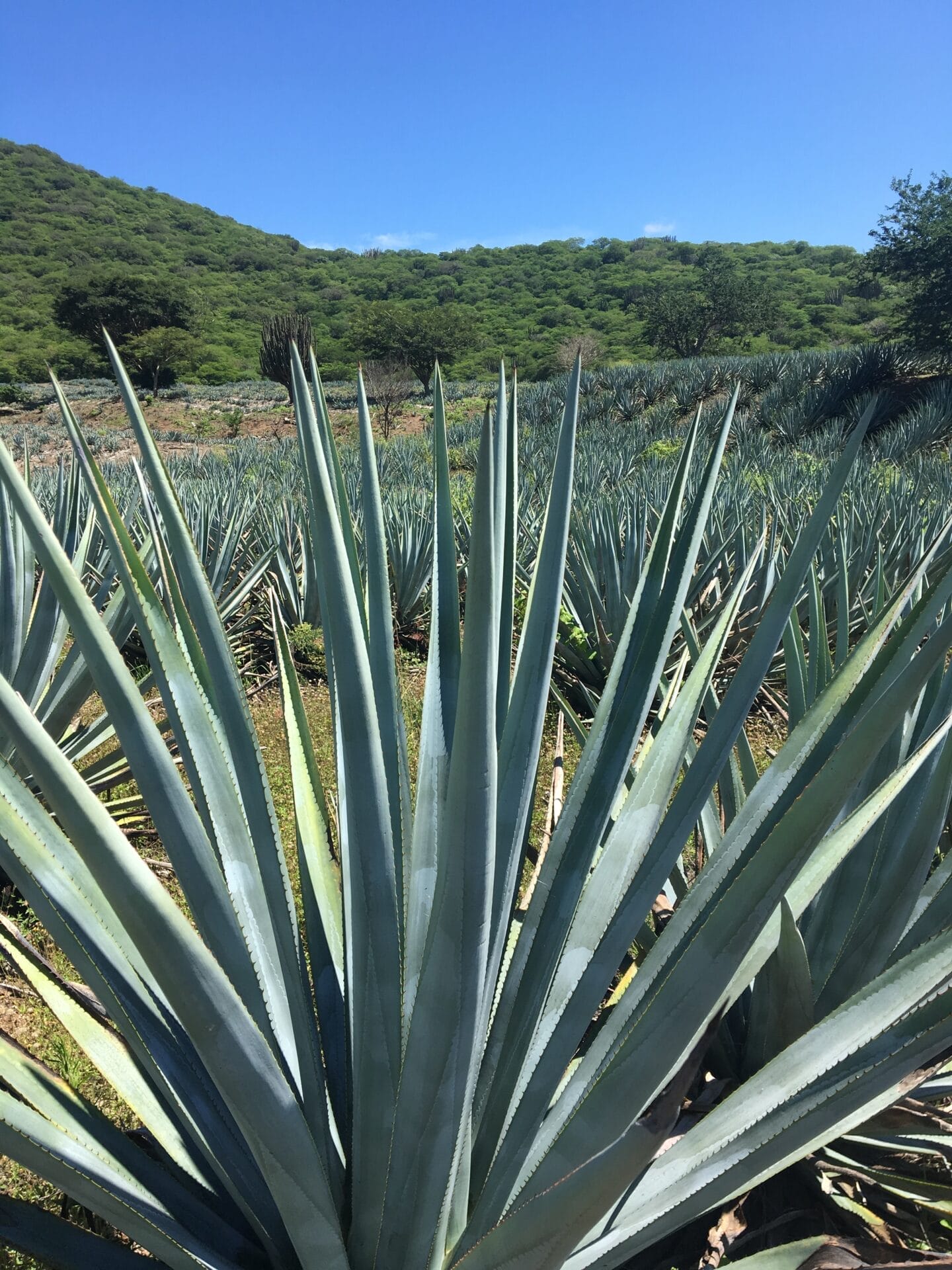 TISCAZ Agave