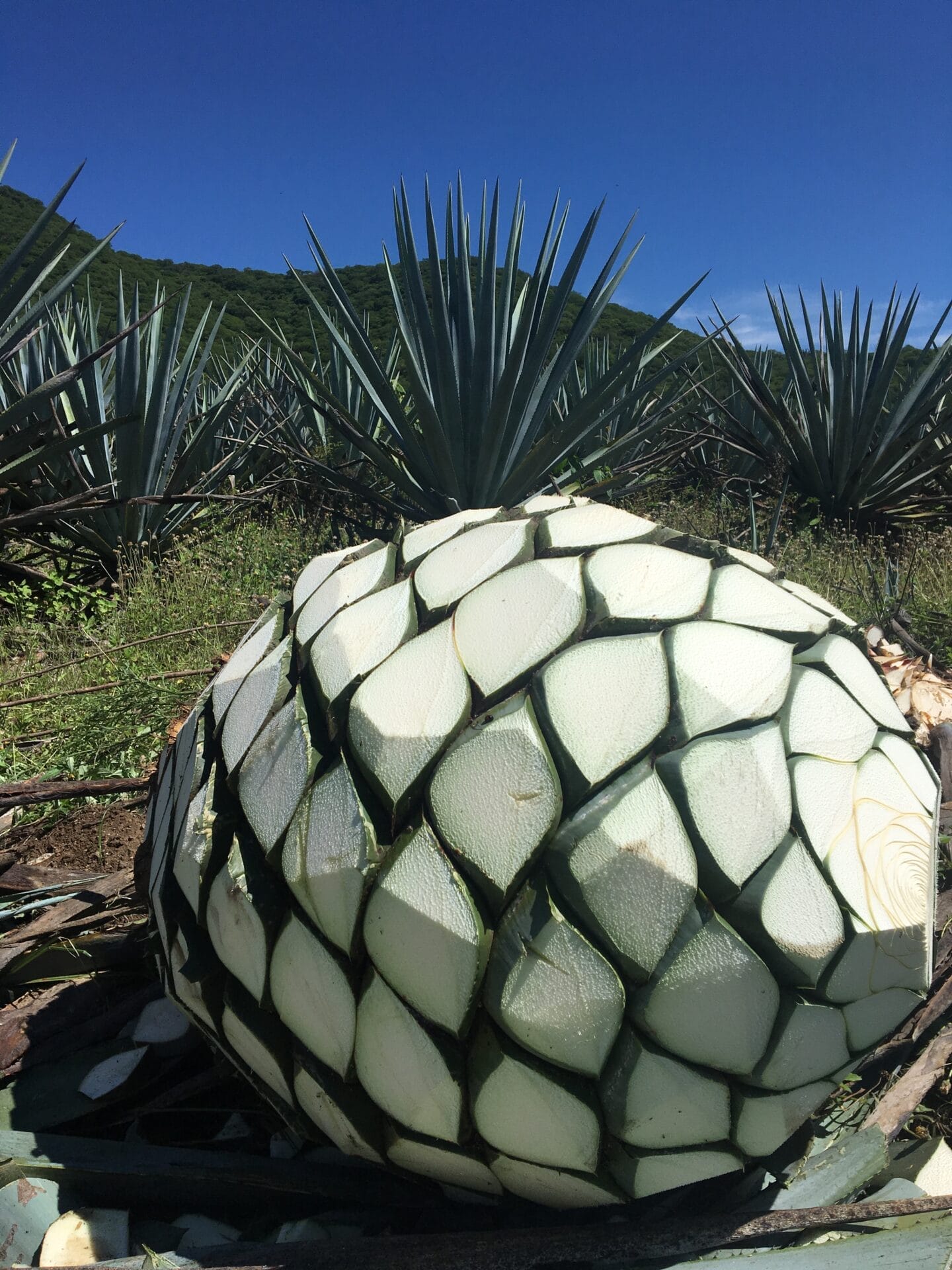 TISCAZ Agave