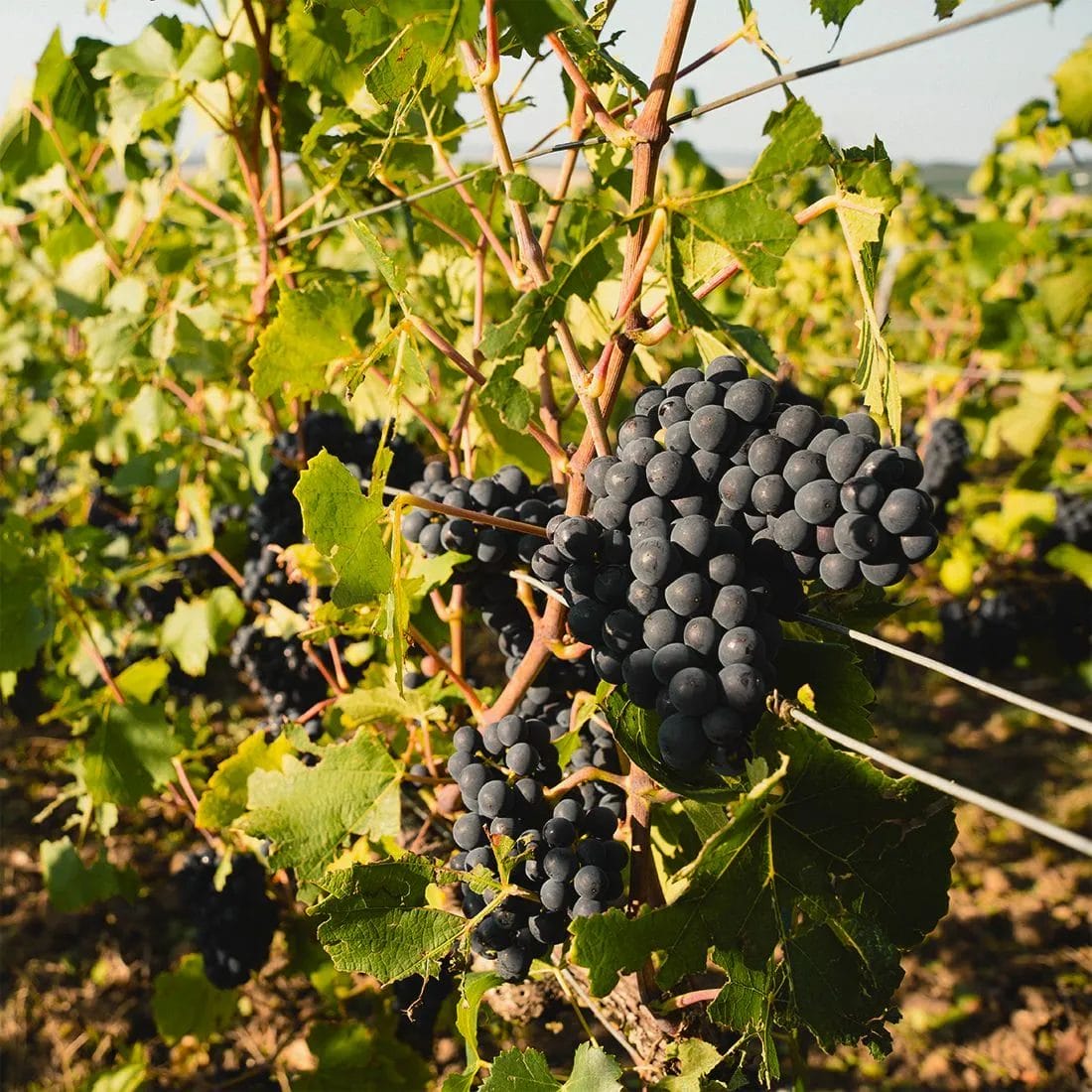 champagne Pinot Noir