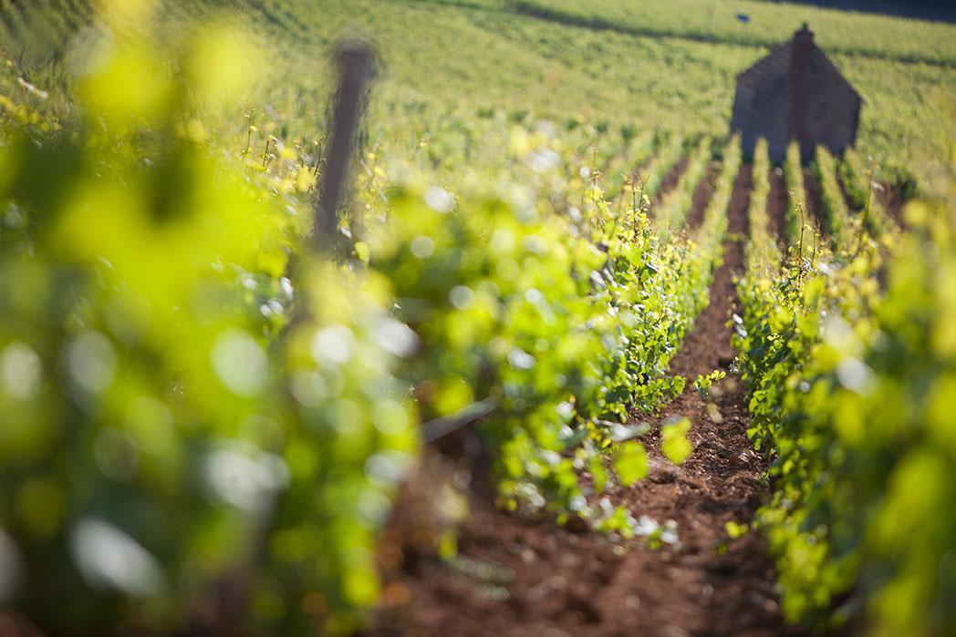 Chanson - vignoble