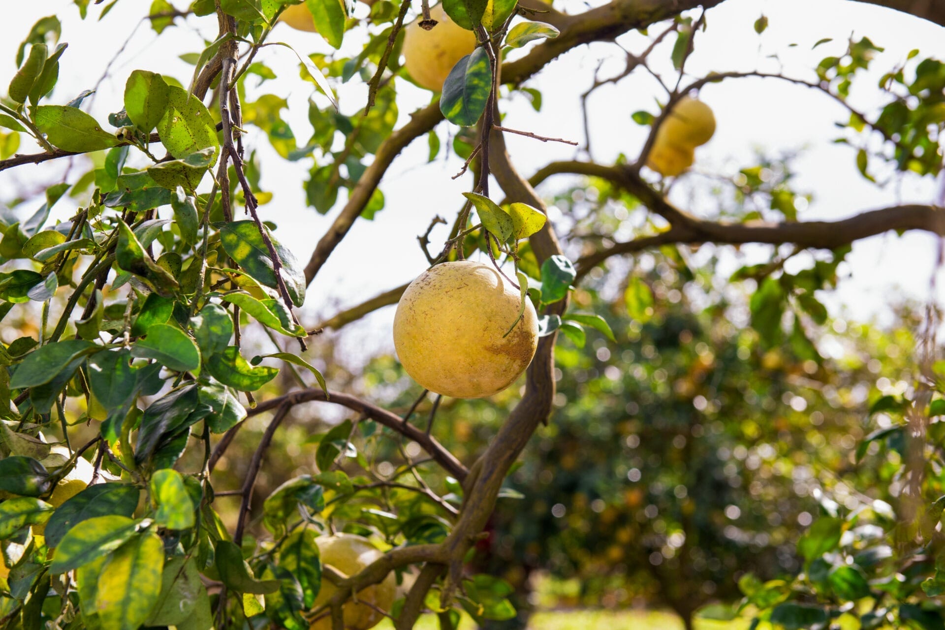 Fever-Tree Pink Grapefruit sourcing pour cocktail paloma