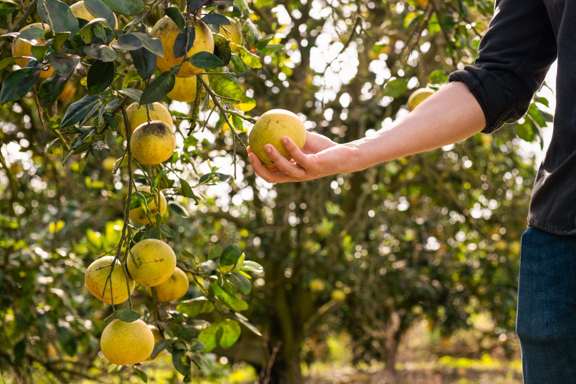 Fever-Tree Pink Grapefruit sourcing pour cocktail paloma