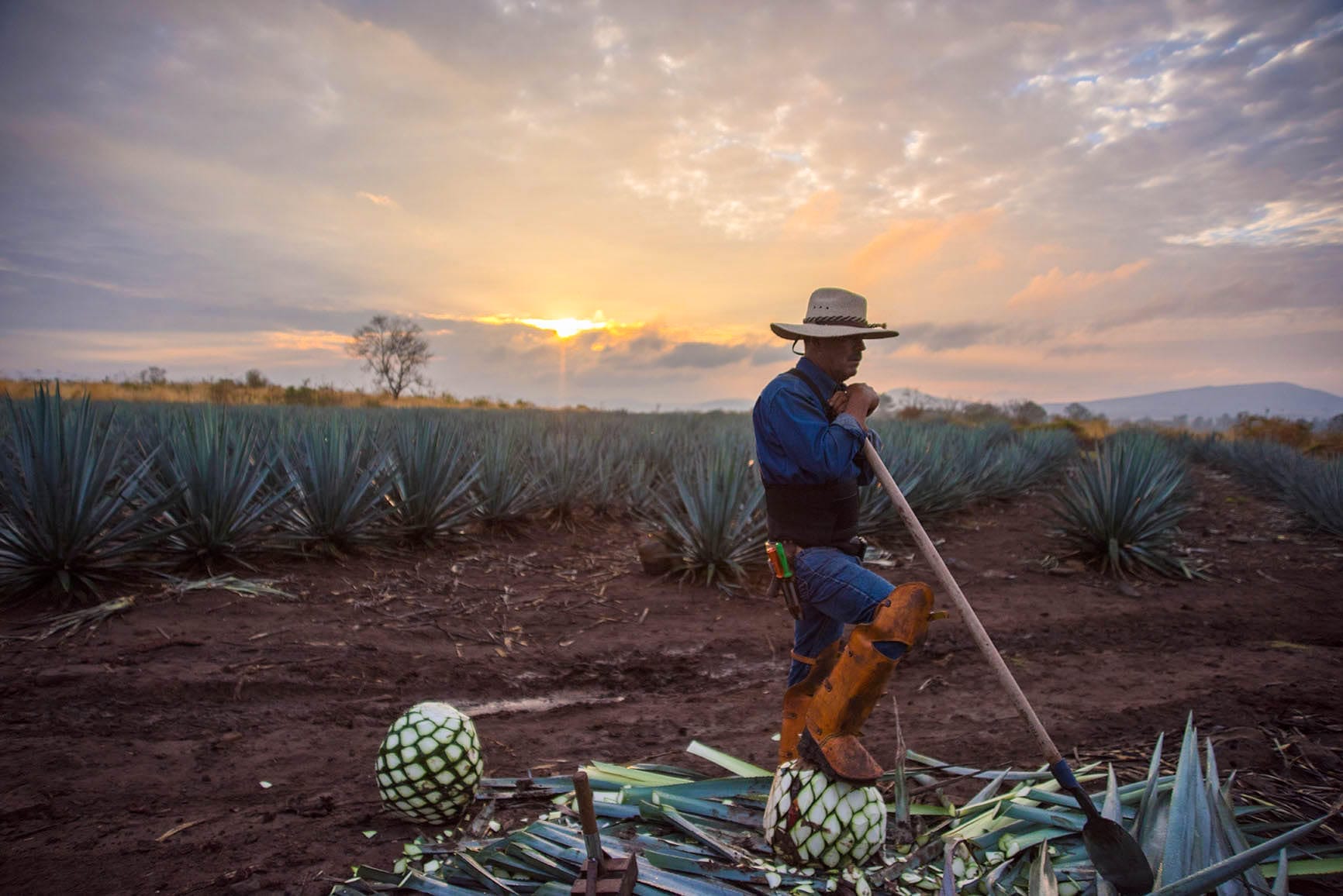 Don Julio Tequila champ agave