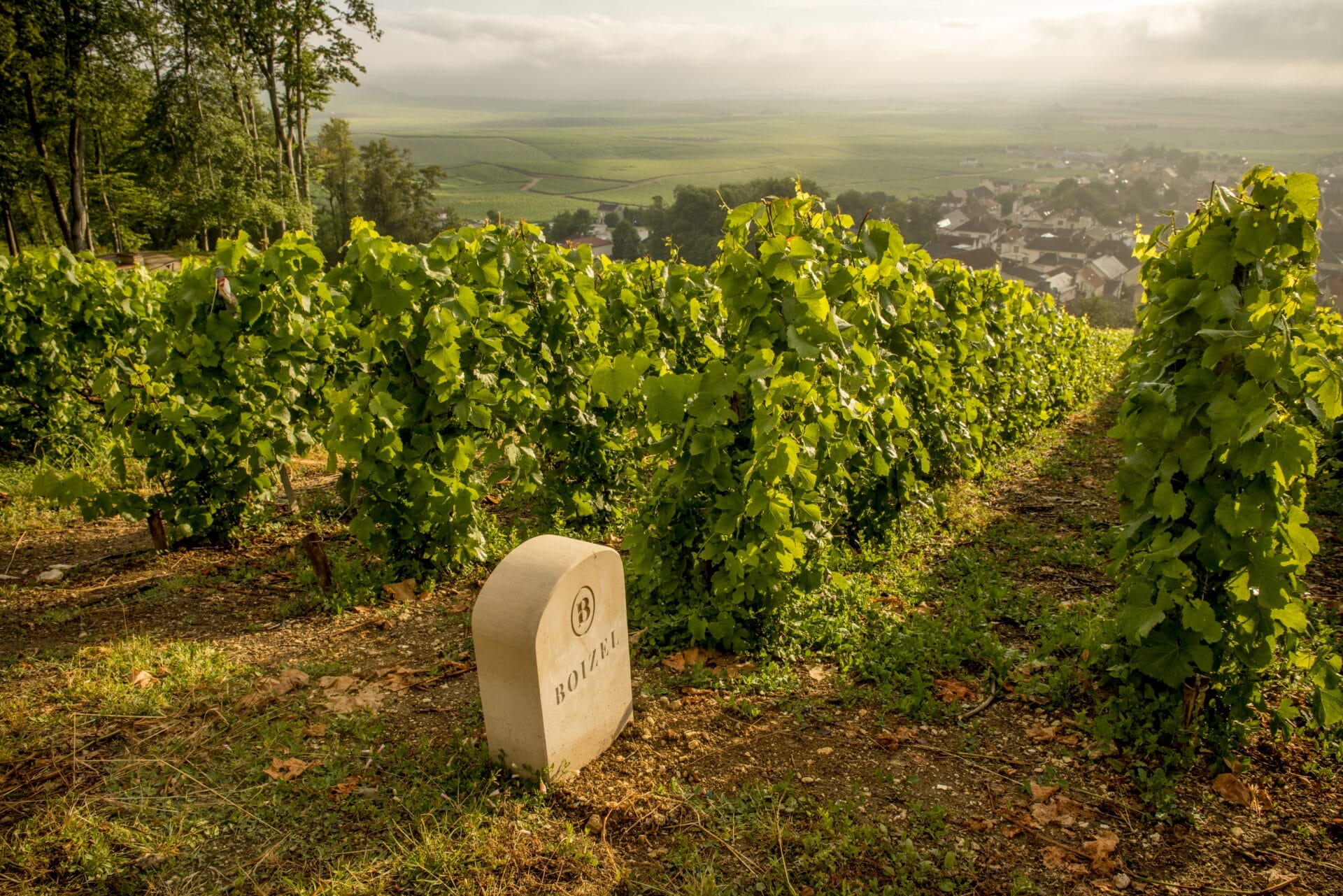Maison Boizel champagne vigne