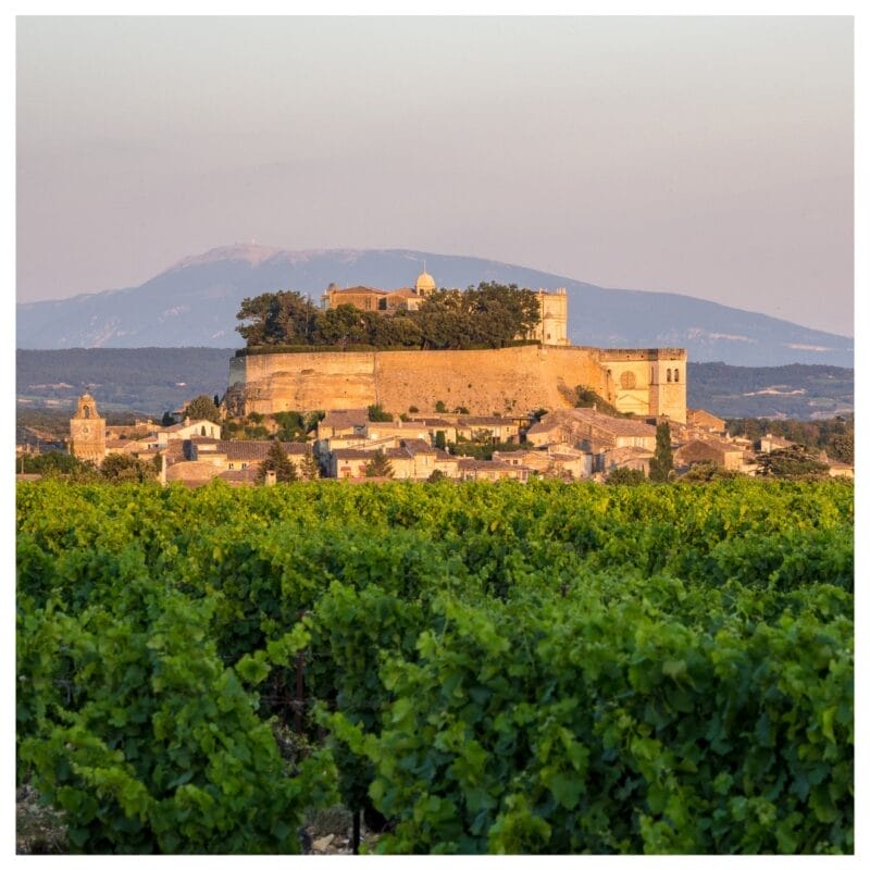 Grignan les Adhémar vignoble