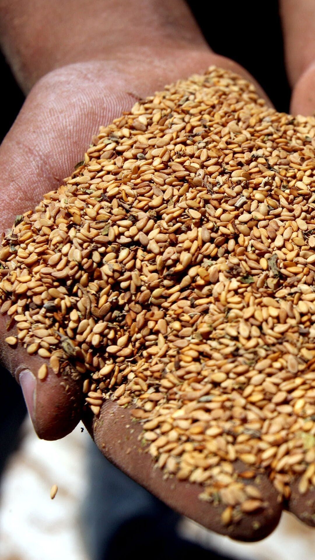 Distillerie Charbon sésame spiritueux whisky